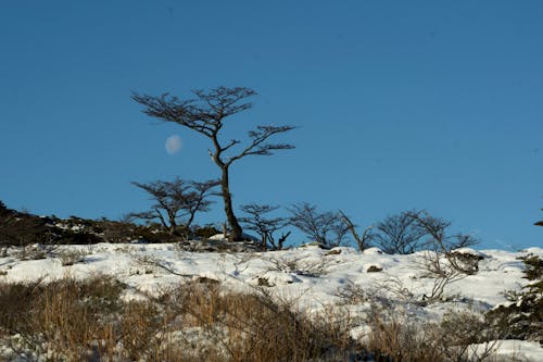 Ingyenes stockfotó fák, hideg, hó témában