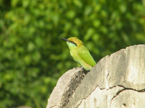 Gratis stockfoto met dierenfotografie, groen bureaublad, groene bijeneter