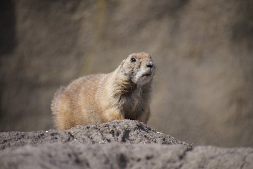 Fotos de stock gratuitas de al aire libre, alerta, animal