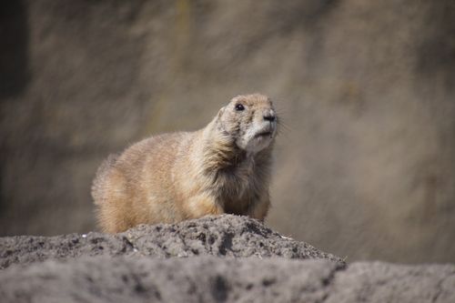 Free Detailed close-up of a prairie dog in its natural habitat, highlighting wildlife in Rotterdam. Stock Photo