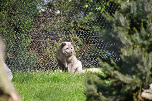 Бесплатное стоковое фото с vulpes, арктическая лиса, снежная лиса