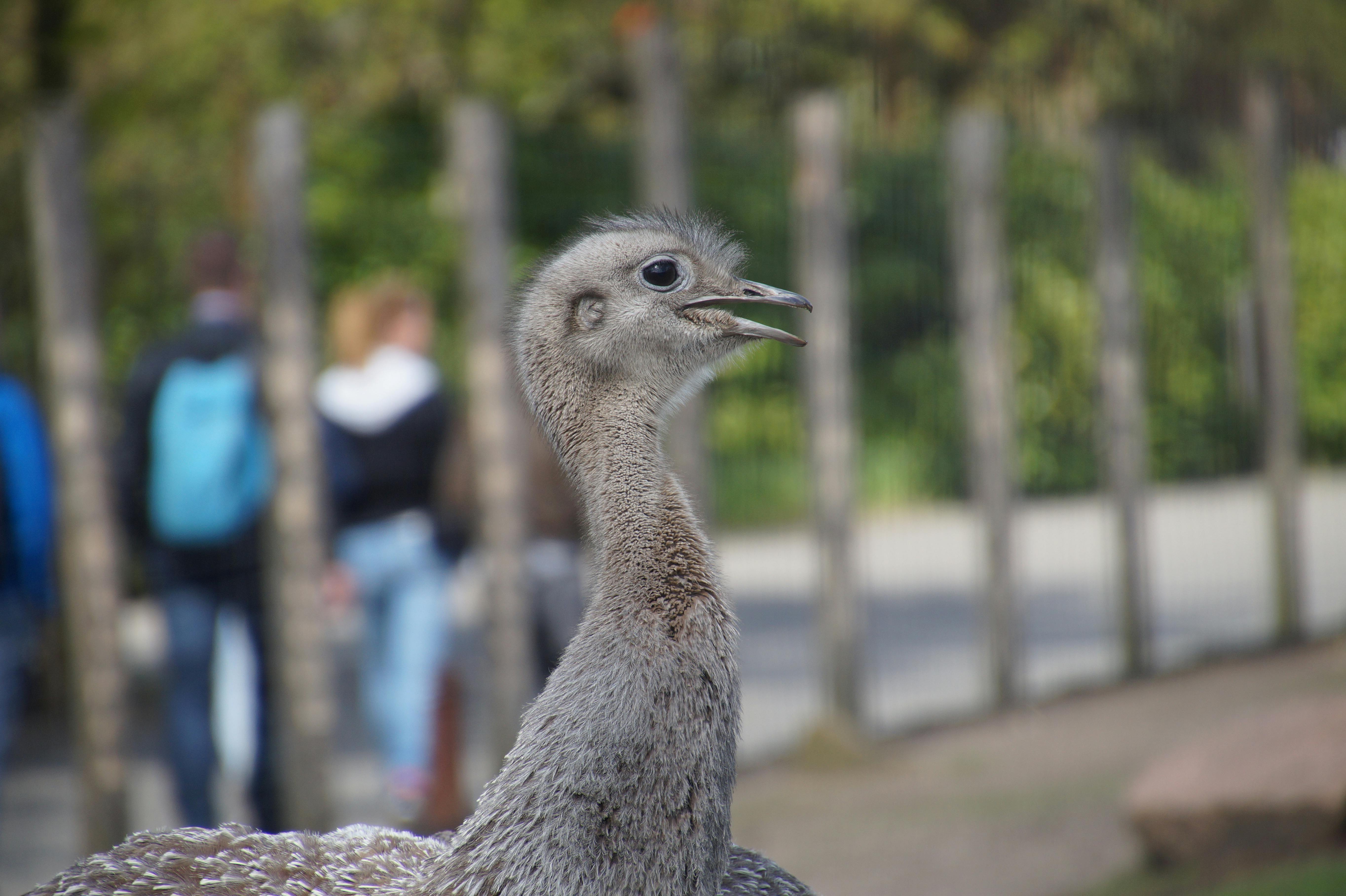 Lukas Lussi Photography