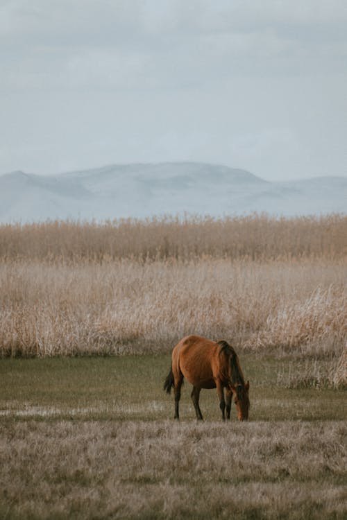 Základová fotografie zdarma na téma fotografování zvířat, krmení, kůň