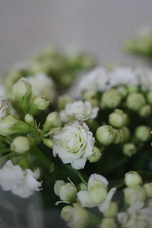 Free Bouquet of Flowers with Buds Stock Photo
