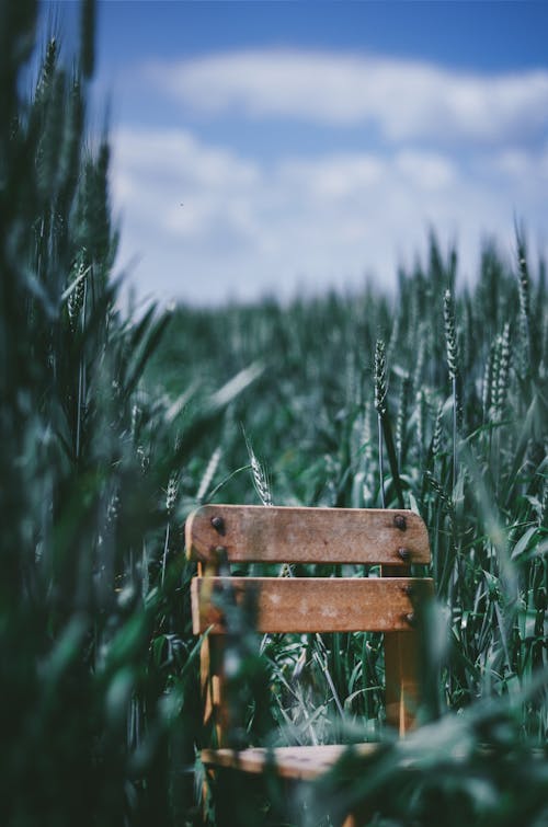 Brown Wooden Chair in Middle of Green Field