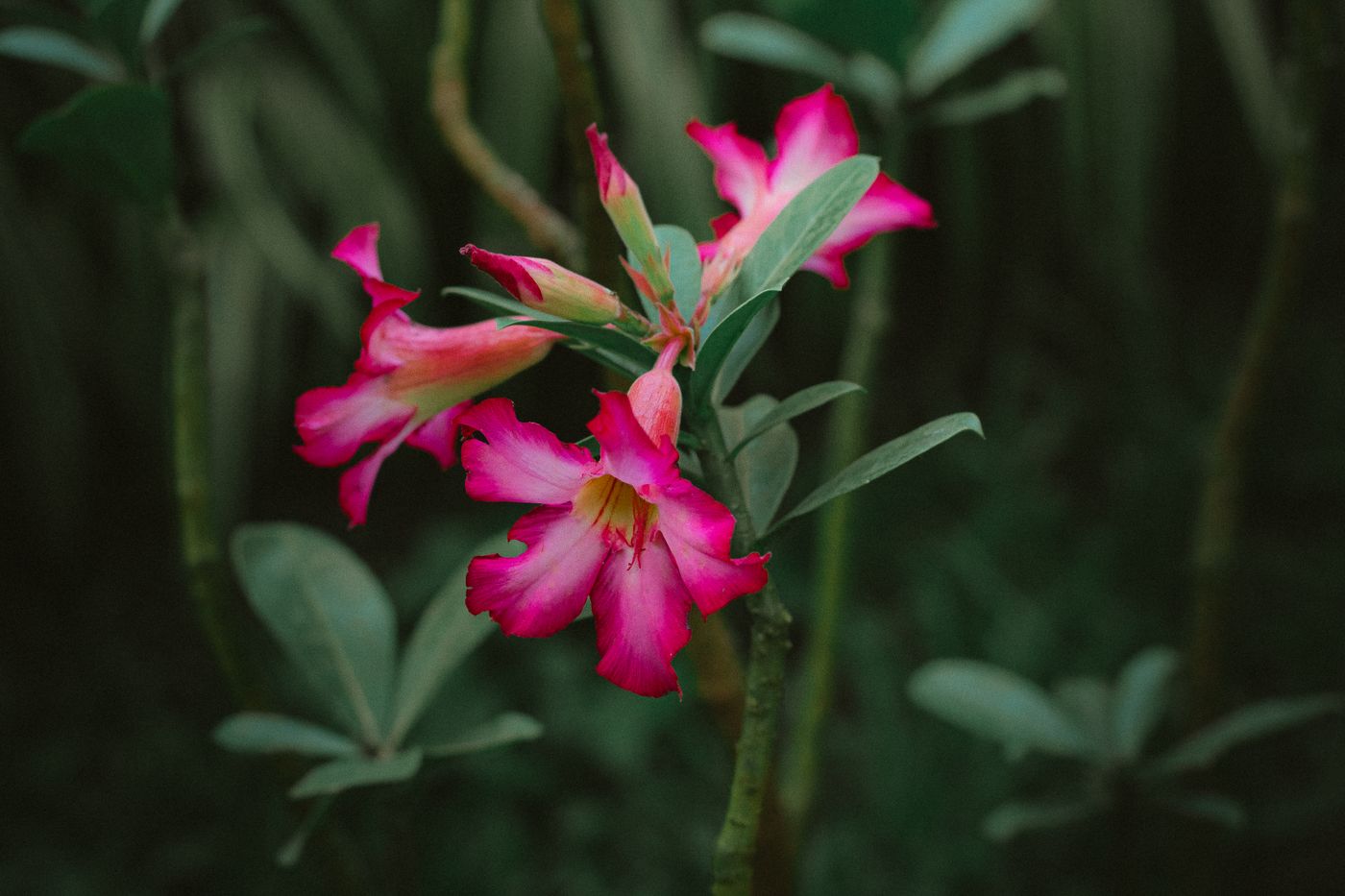 Foto de stock de adenium: adenium rosa em destaque
