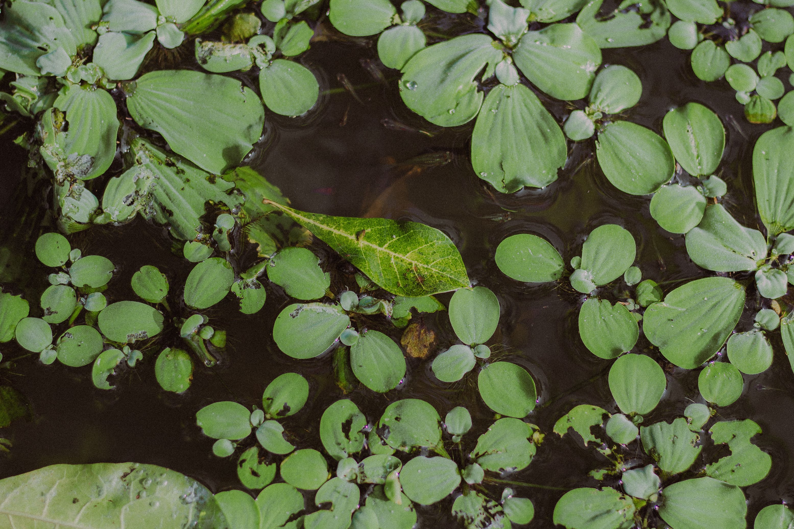 Broad green aquatic leaves floating on still water