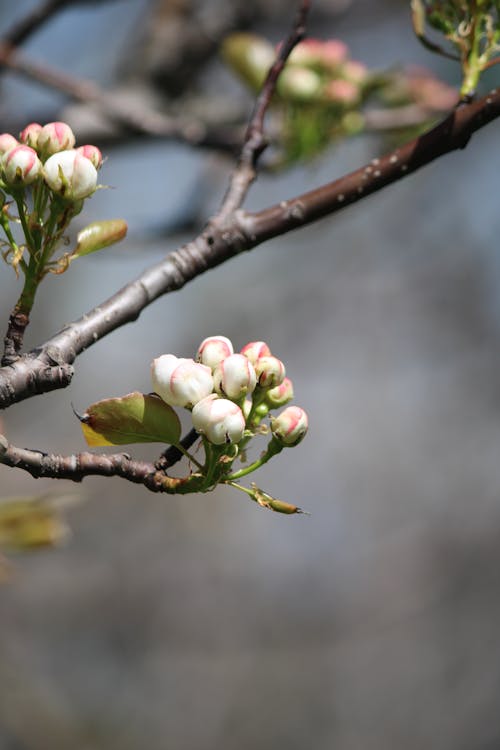 Fotos de stock gratuitas de cerezos en flor, flor blanca, flor de manzano