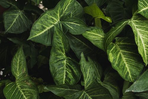 Free Vibrant green leaves in a close-up shot, displaying their intricate patterns and textures. Stock Photo