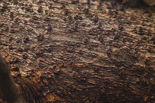 Základová fotografie zdarma na téma detail, hnědá, kůra