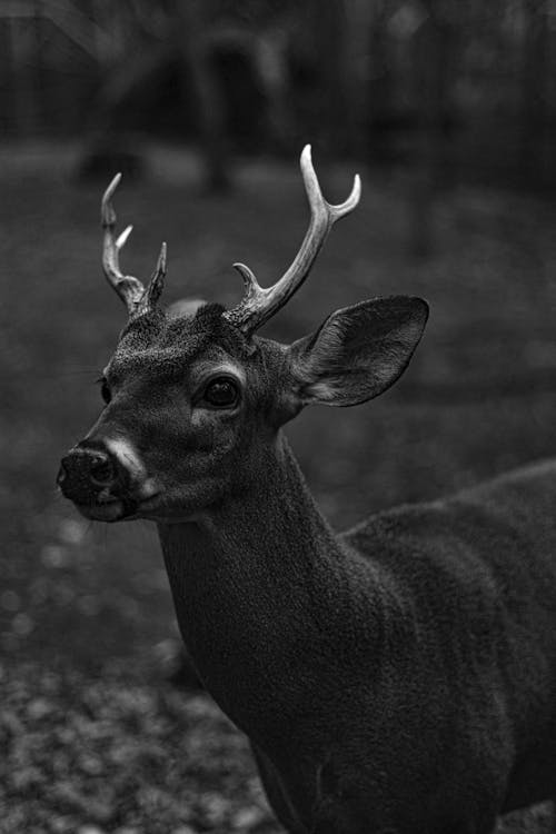 A black and white photo of a deer