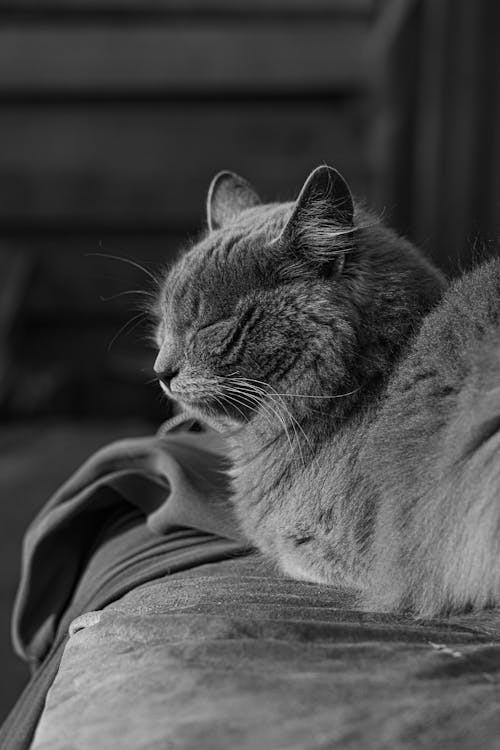 Free A black and white photo of a cat sleeping Stock Photo