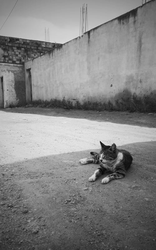 Free Cat Lying Down in Black and White Stock Photo