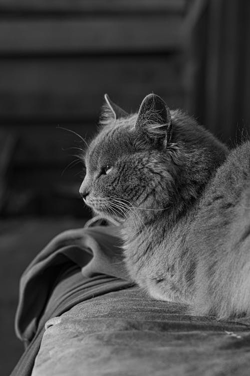 Free A black and white photo of a cat laying on a couch Stock Photo