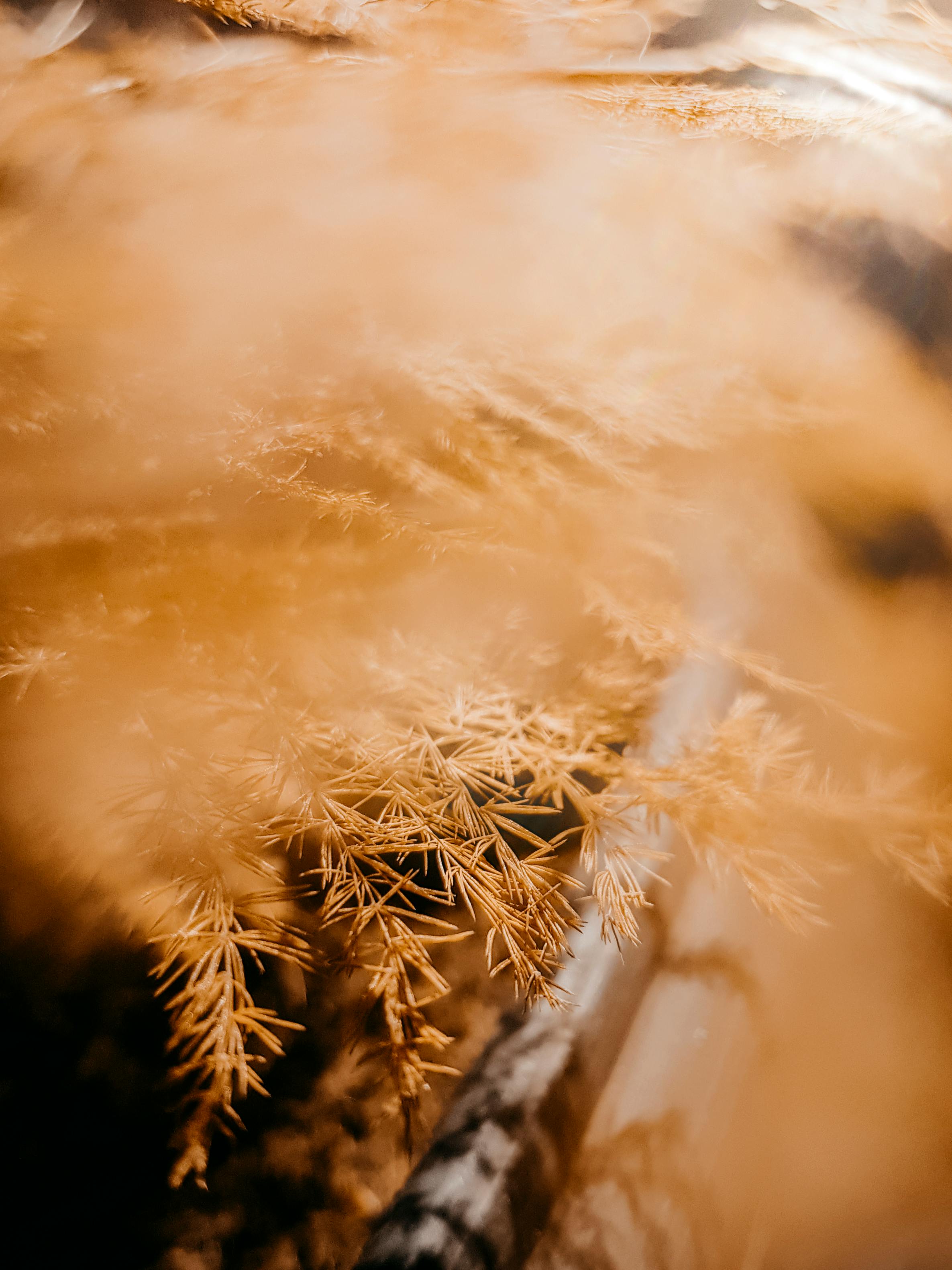 在柔和温暖的灯光下，金色树叶的梦幻特写营造出宁静而抽象的感觉