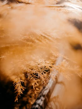 在柔和温暖的灯光下，金色树叶的梦幻特写营造出宁静而抽象的感觉