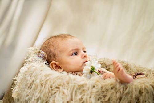 Free A baby is laying in a furry blanket with a flower Stock Photo
