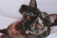 一只长着醒目橙色眼睛的可爱龟甲小猫，正躺在柔软的表面上