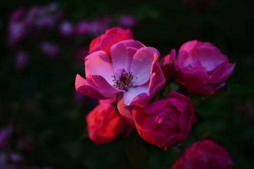 ピンクの花びらの花