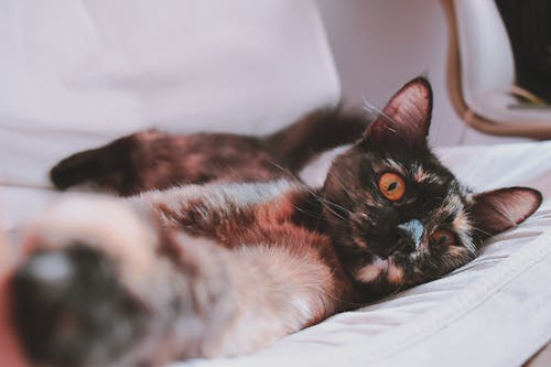 白いソファに横たわっているショートコートの黒猫のクローズアップ写真