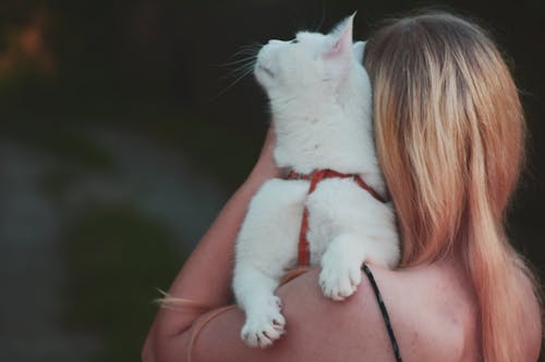 бесплатная Женщина с белой кошкой Стоковое фото