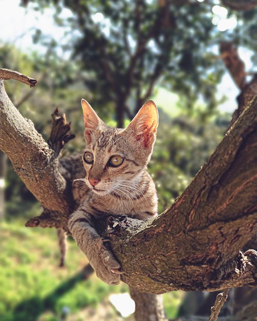 cat in tree, face of cat
