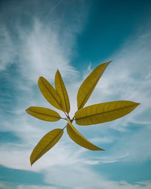 leaf in air, leaf with sky background