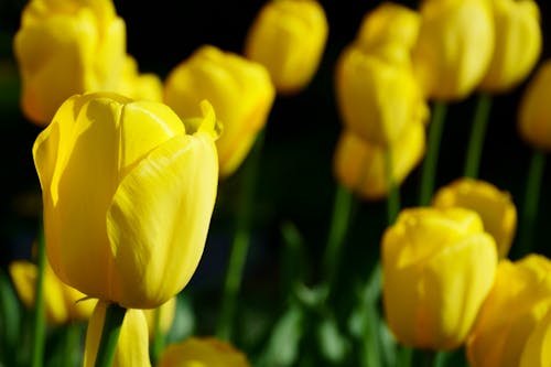 A close up of yellow tulips in the sun