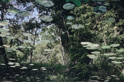 Foto profissional grátis de água, árvores, floresta