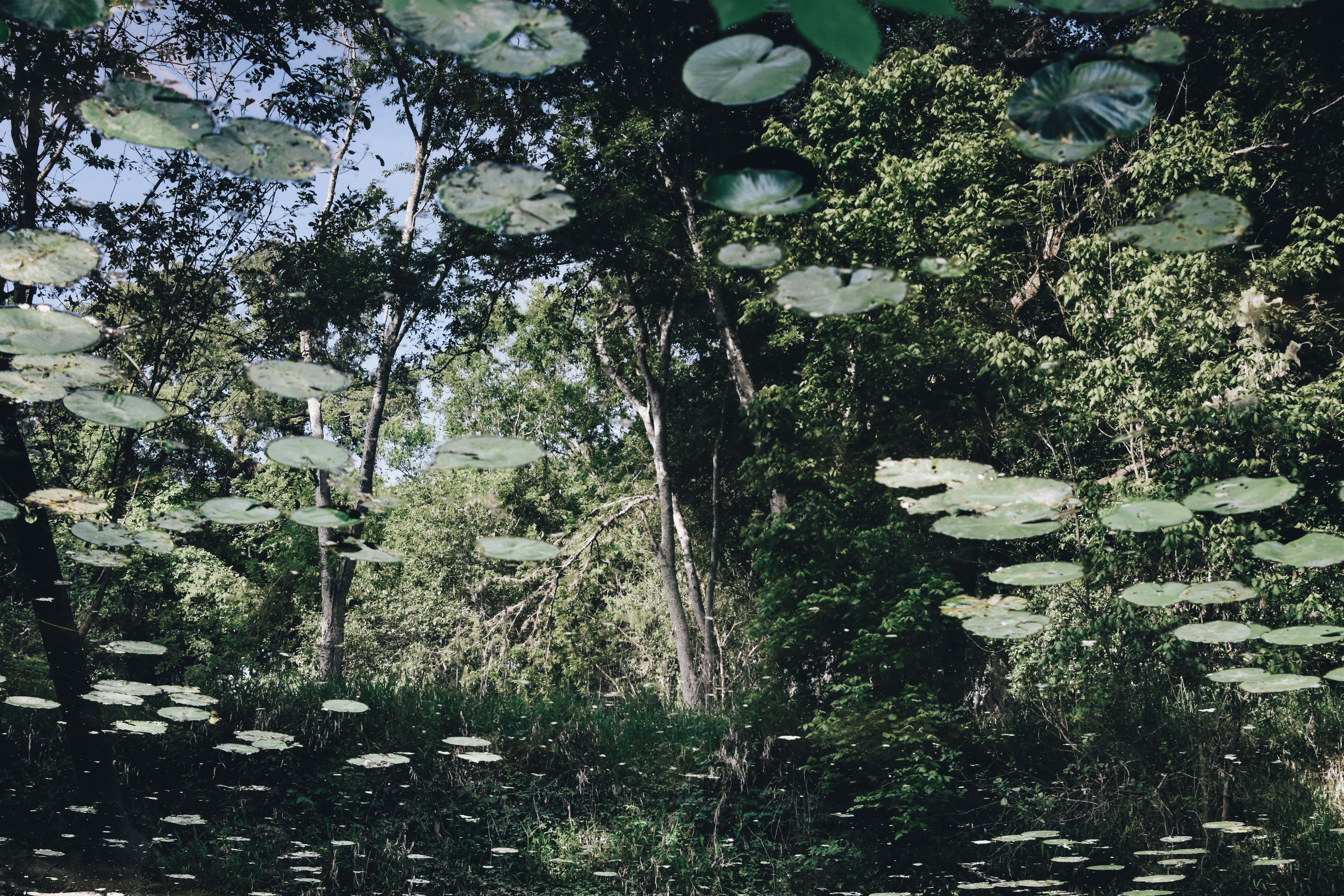 Trees and Water Lilies Reflection in Lake · Free Stock Photo