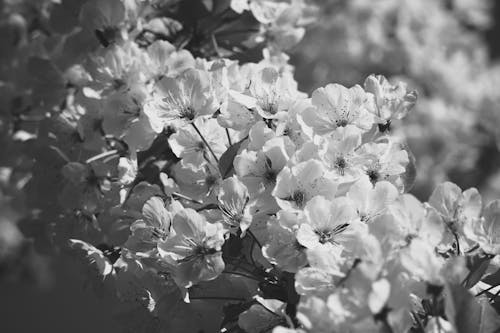 Black and white photo of flowers in bloom