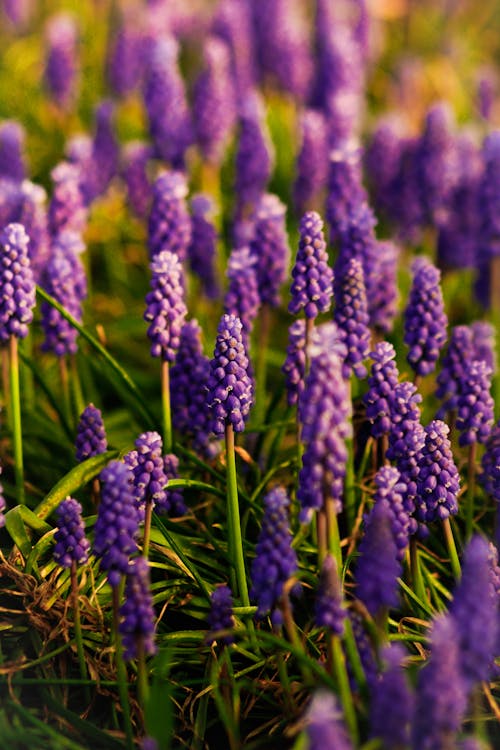 Základová fotografie zdarma na téma fialové květy, hyacint, jarní květina