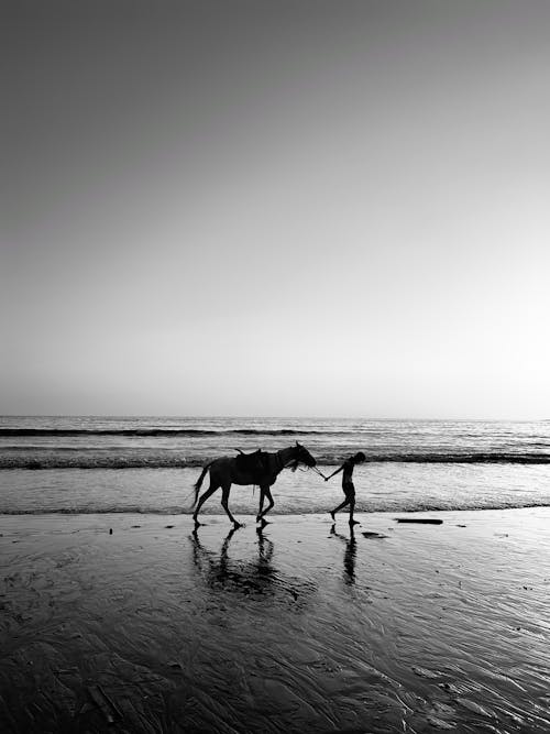 Free A person walking on the beach with a horse Stock Photo