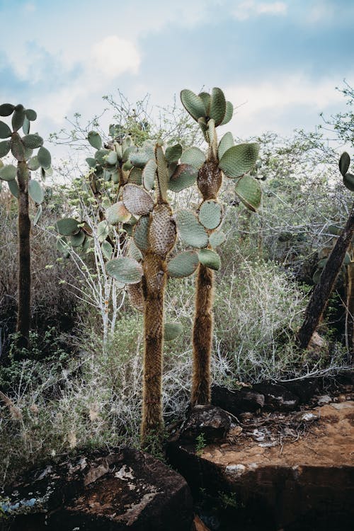 Free Green Cactus Plants on Brown Soil Stock Photo