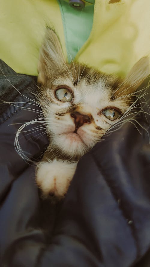 Free Adorable Kitten with his Whiskers Showing Stock Photo