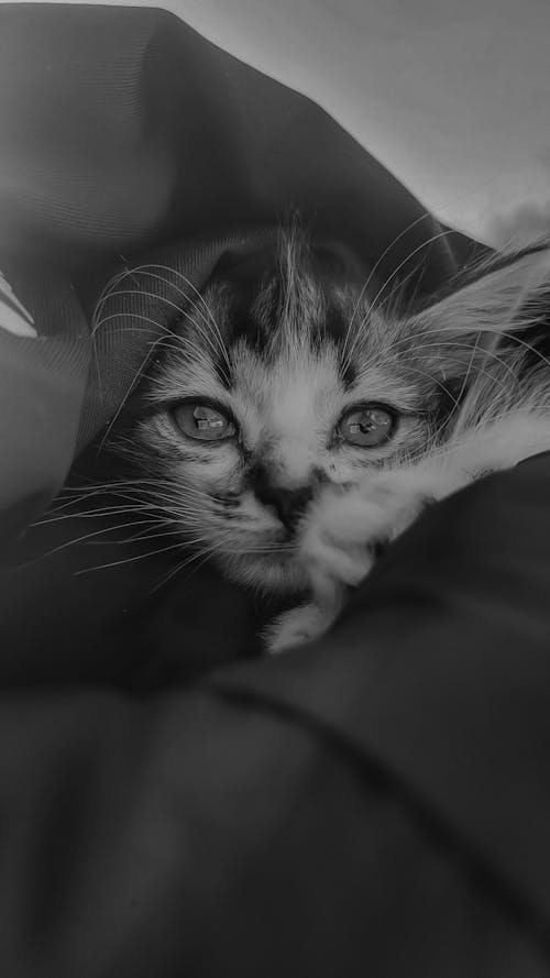 A black and white photo of a kitten