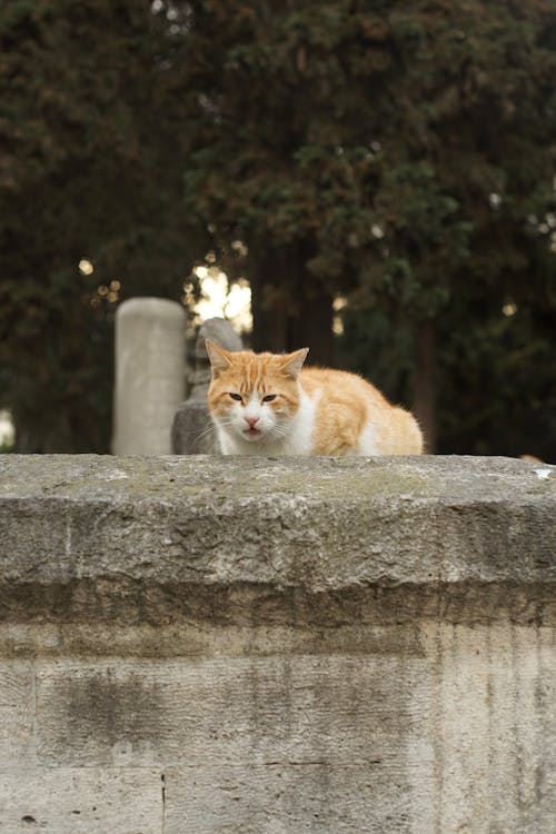 Foto stok gratis anak kucing, berbaring, dinding batu