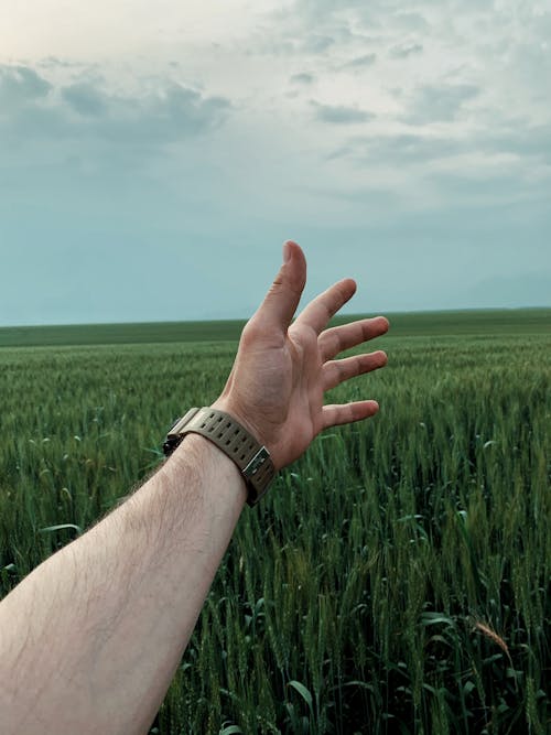 增長, 夏天, 小麥 的 免费素材图片