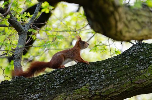 Free A red squirrel perched on a tree branch, surrounded by lush green spring foliage. Stock Photo
