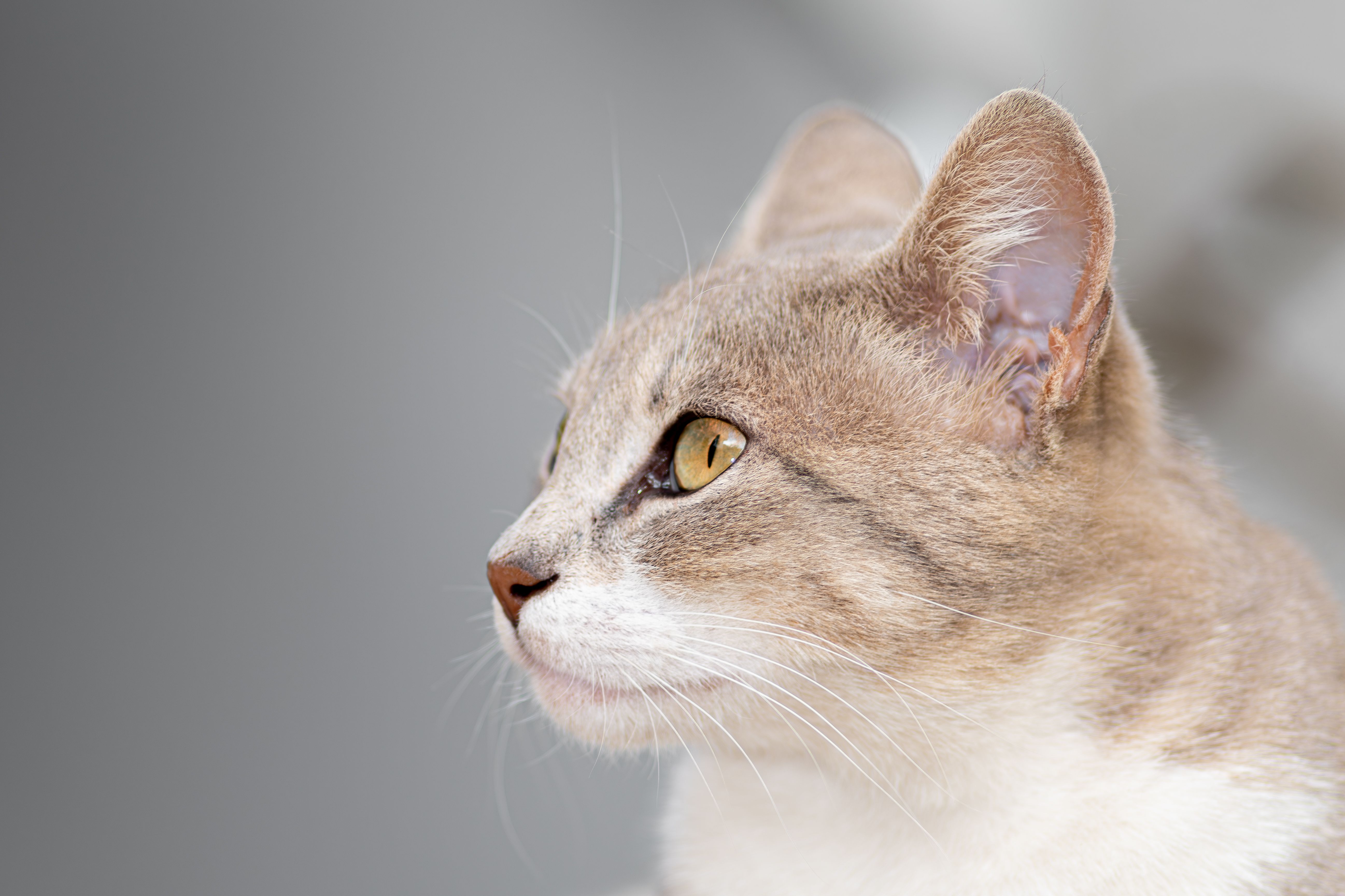Veterinary care for a cat