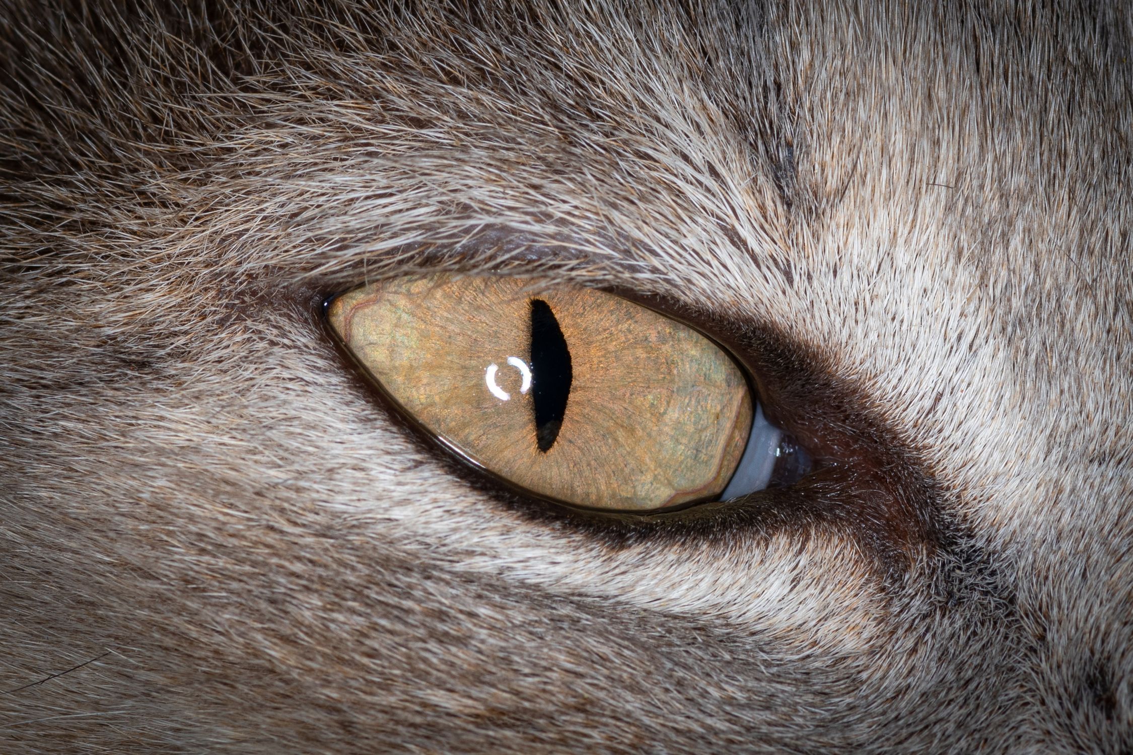 😻 cat eye pictorial 😻 so here it is.. cat eye... Close up of Cat Eye · Free Stock Photo