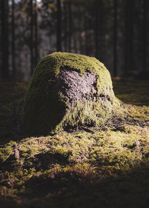 A moss covered rock in the woods