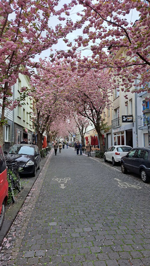 Imagine de stoc gratuită din arbori, arc, cireașă