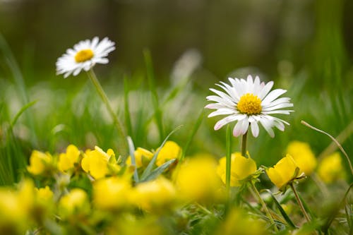 Kostnadsfri bild av äng, anläggning, blommor