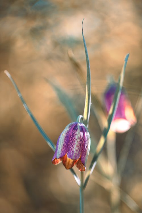 Foto profissional grátis de flor, foco seletivo, fritillaria orientalis