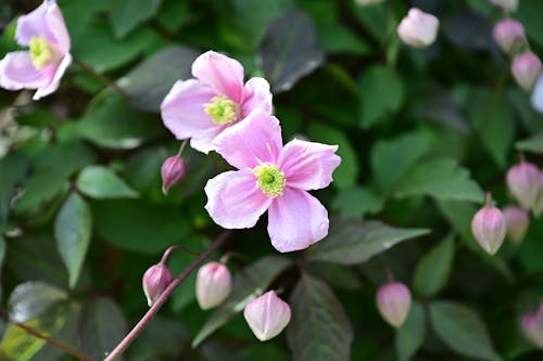 Free stock photo of beauty nature, blossoms, close up view