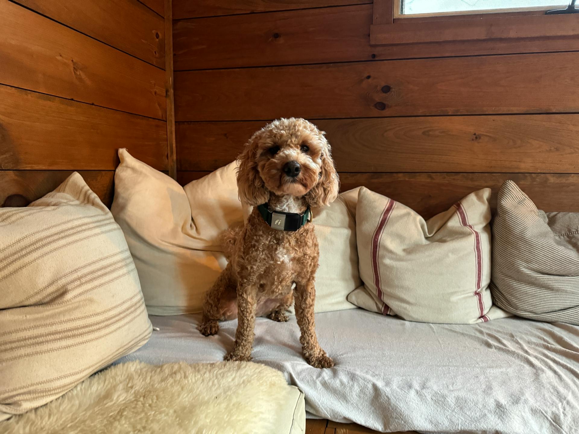 Poodle Puppy Sitting on Bed