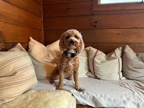 Free A dog sitting on a couch in a cabin Stock Photo