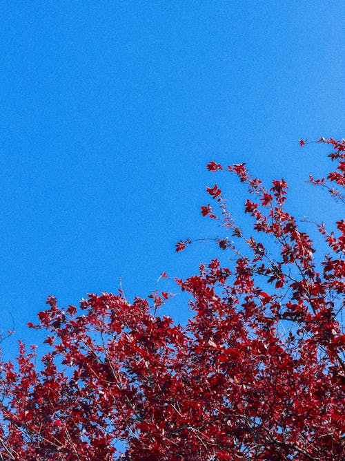 Kostenloses Stock Foto zu bäume, beruhigend, blaue himmel