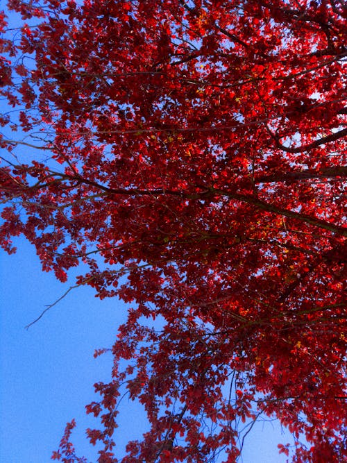 Kostenloses Stock Foto zu bäume, blaue himmel, draußen